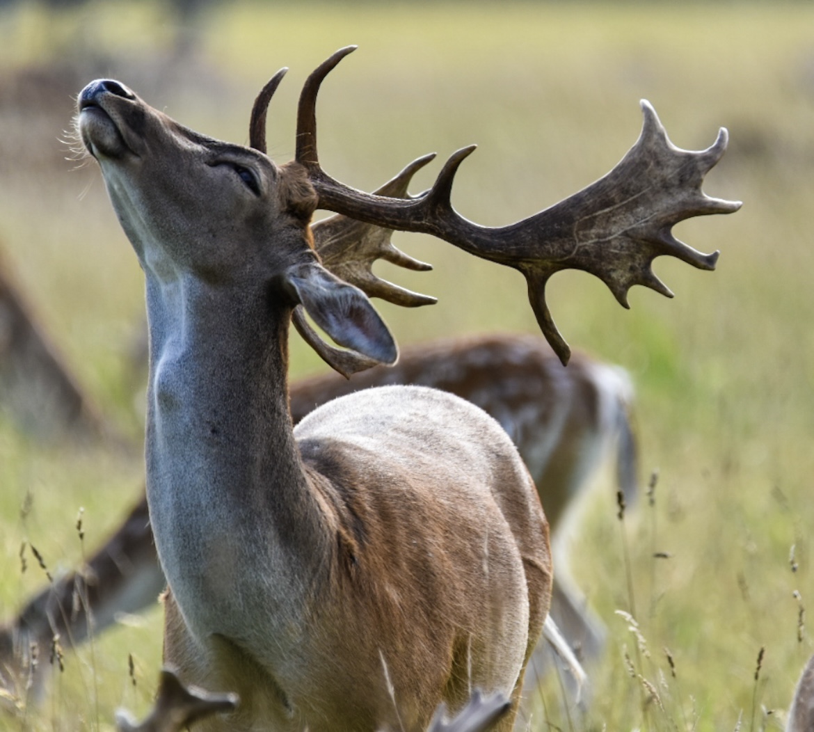 Fallow deer