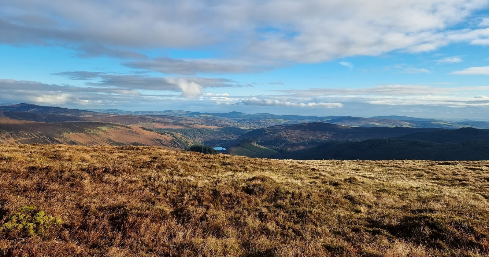 deer-hunting-ireland, deer-stalking-ireland, irish-hunting-outfitter, red-deer, red-sika-hybrid