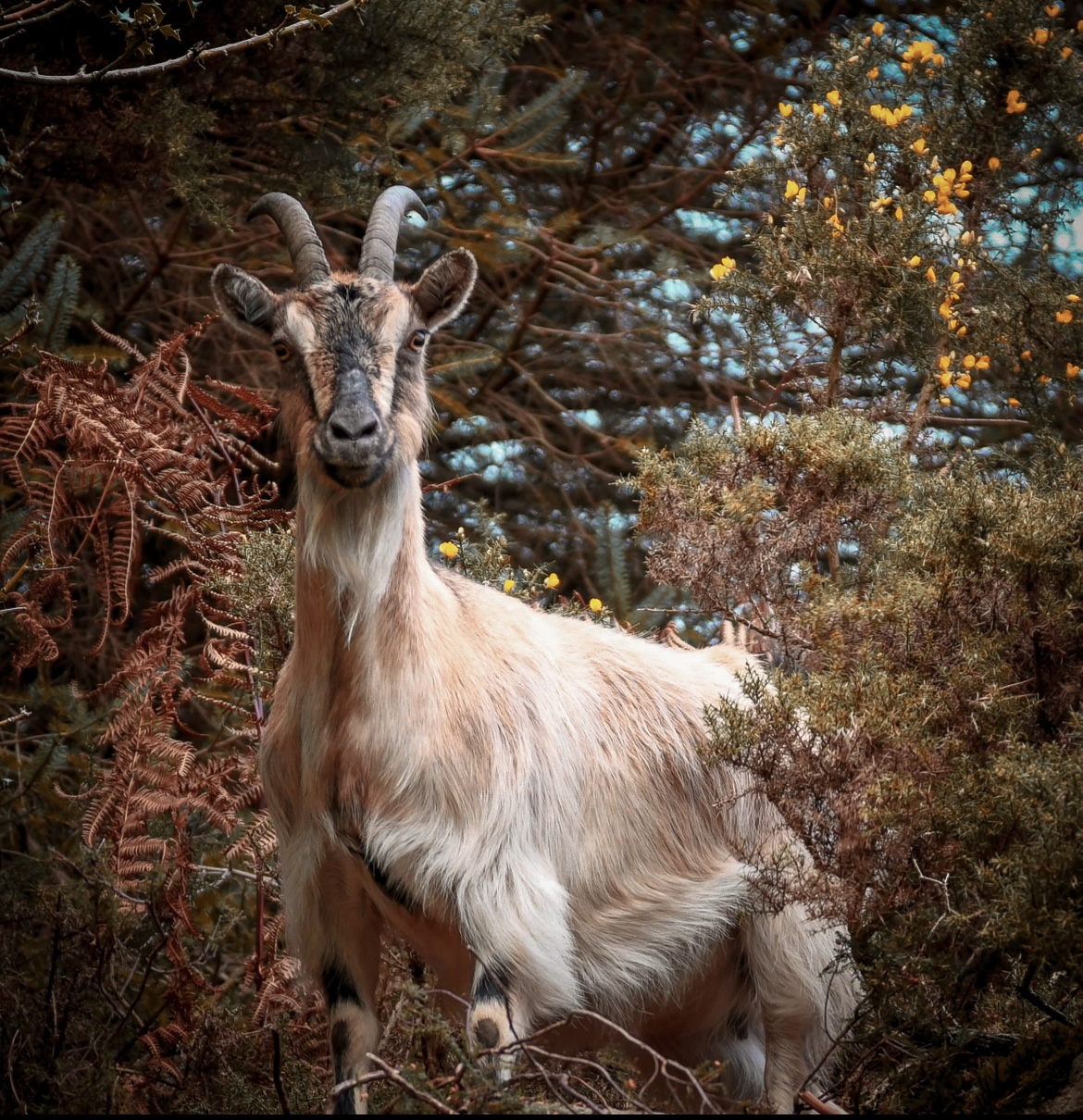 Mountain Goat on a Wicklow cliff face